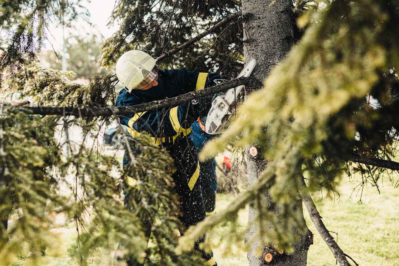 The Steps Involved in Our Tree Care Process in Gilbert, MN